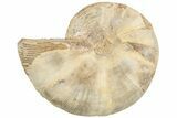 Jurassic Cut & Polished Ammonite Fossil (Half)- Madagascar #216006-1